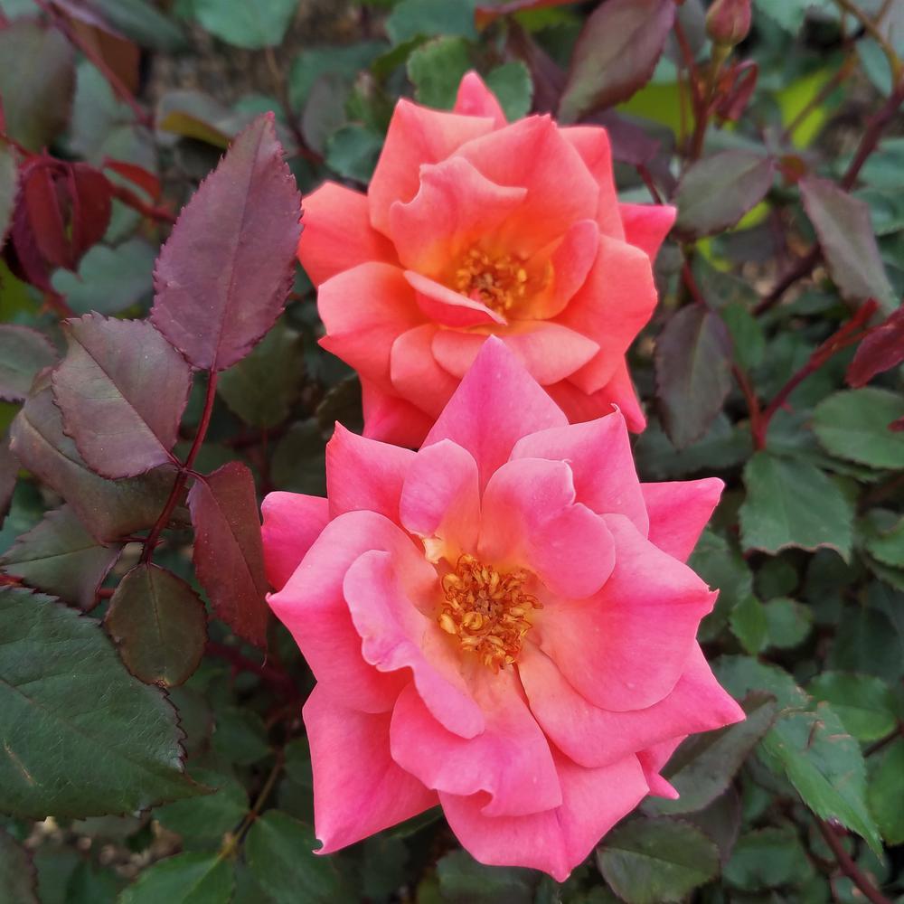 Knock Out Rose Rose Bushes Plants Garden Flowers The Home Depot