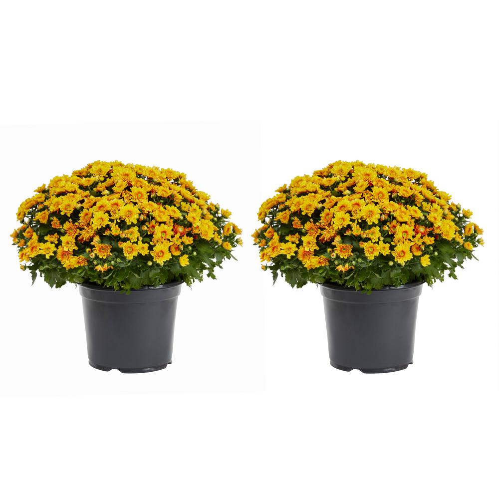 MGH 3 Qt. Live Orange Chrysanthemum (Mum) Plant for Fall Garden, Porch
