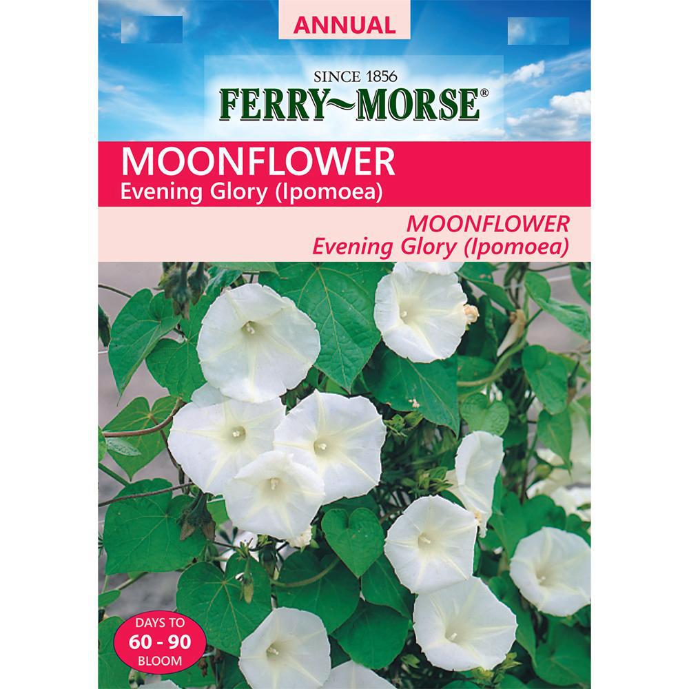 Ferry Morse Moonflower Evening Glory White Seed 6071 The Home Depot,Yellow Rice Recipe