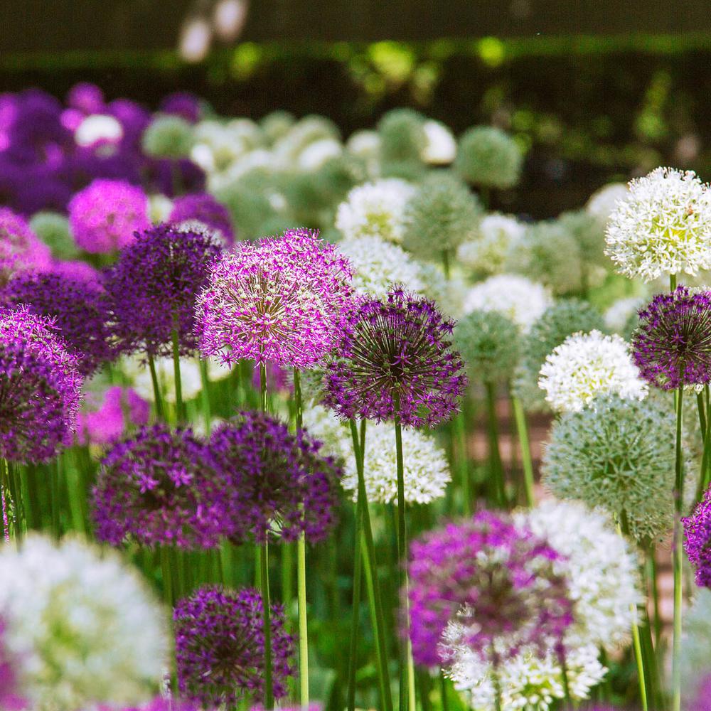 Breck's Duet Giant Allium Bulbs Mixture (10Pack)02729 The Home Depot