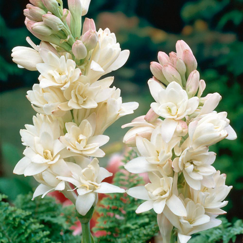 Van Zyverden Tuberoses Polianthes Single Blooming Bulbs (5-Pack)-11390 ...