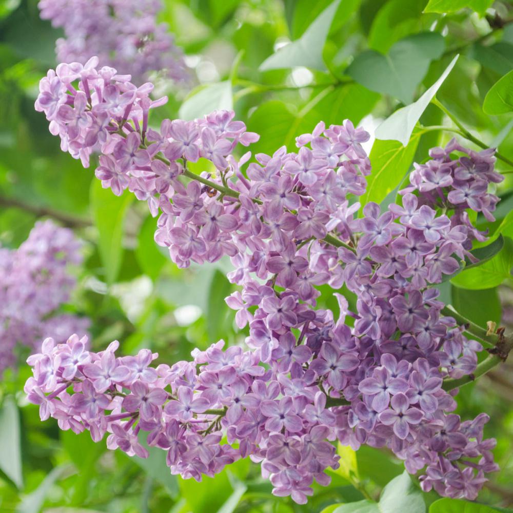 Lilac Trees Bushes Garden Center The Home Depot Pot President Grevy French Hybrid Lilac Syringa Live Potted Plant With Lavender Flowers