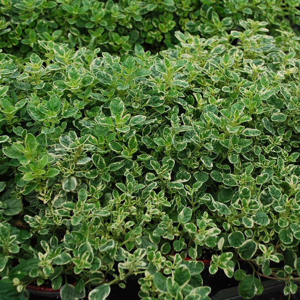 Bonnie Plants 4.5 in. 19.3 oz. Sweet Marjoram0075 The