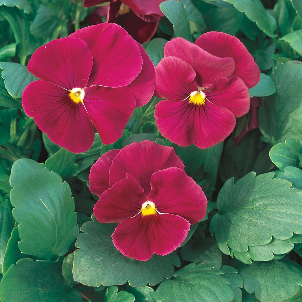 10.5 in. Rose Pansy Plant (12Pack)9393 The Home Depot