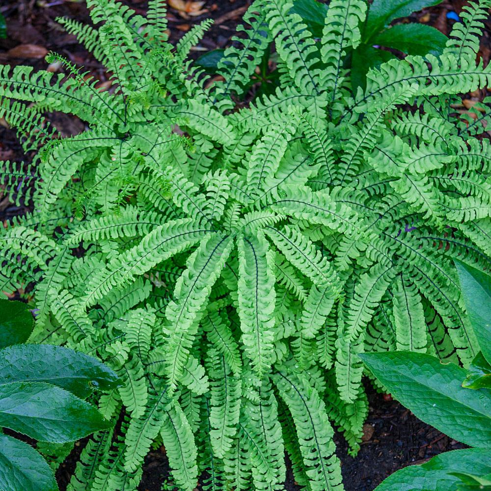 Ground Cover Plants Garden Plants &amp; Flowers The Home Depot