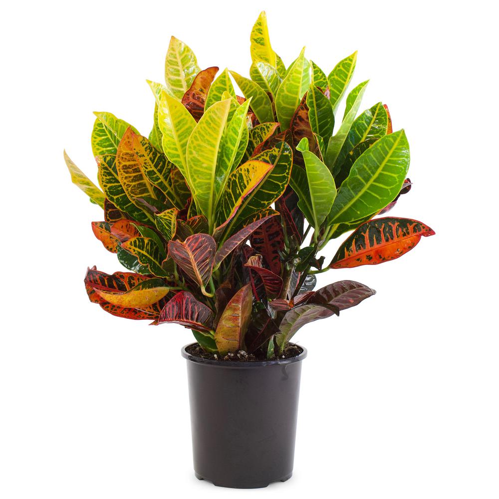 Pure Beauty Farms 1 Gal. Croton Petra (1-Plant)