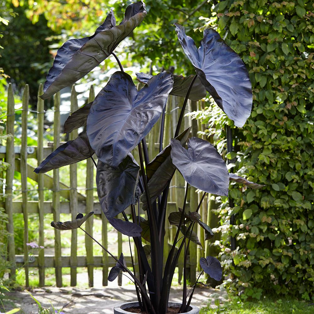 Black Elephant Ear Bulbs For Sale / Elephant Ear Bulbs Etsy / This