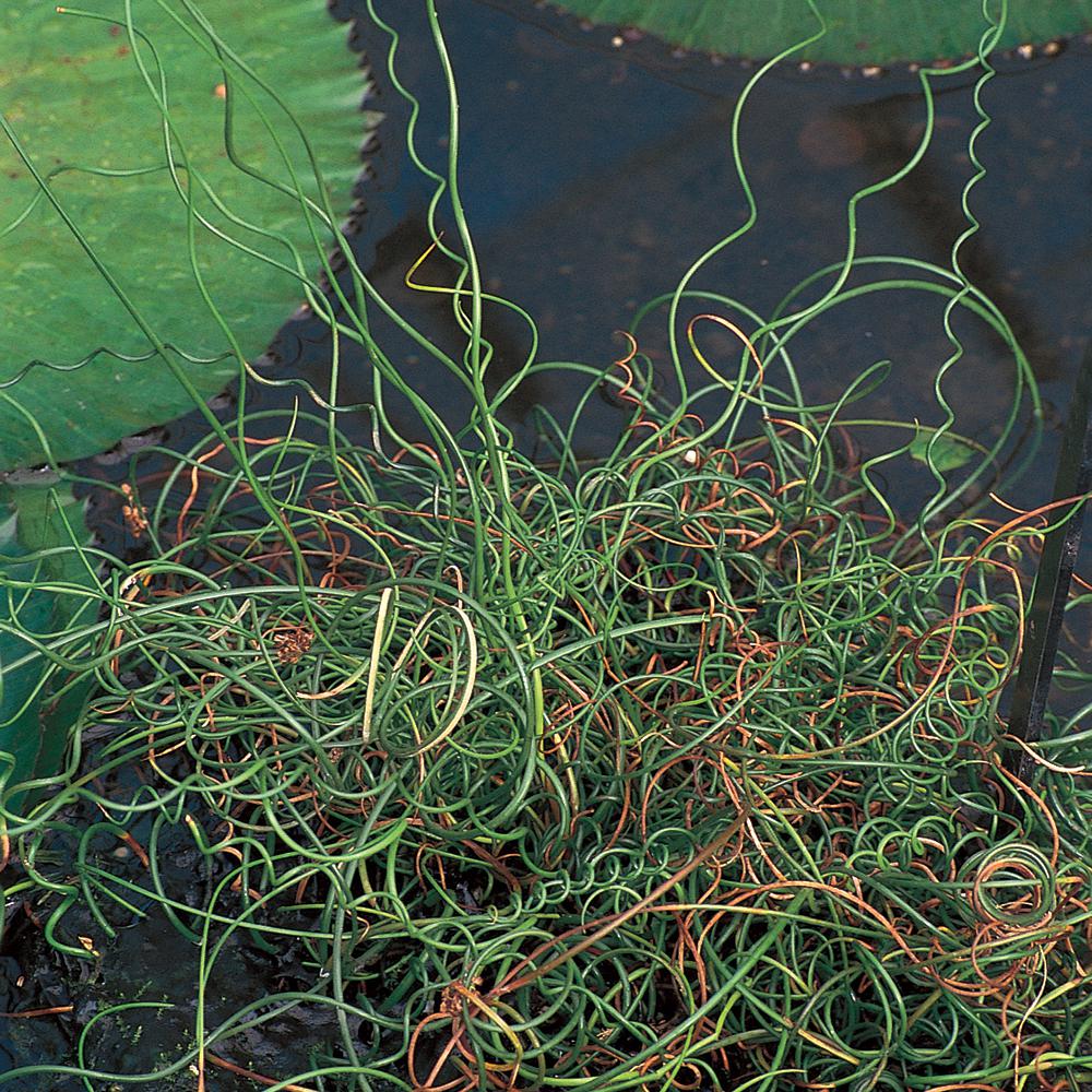 4.25 in. Juncus Spiralis Ornamental Grass5511 The Home Depot