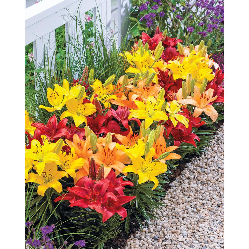 Breck's Asiatic Lily Dwarf Varieties Mix (15Pack)00157 The Home Depot