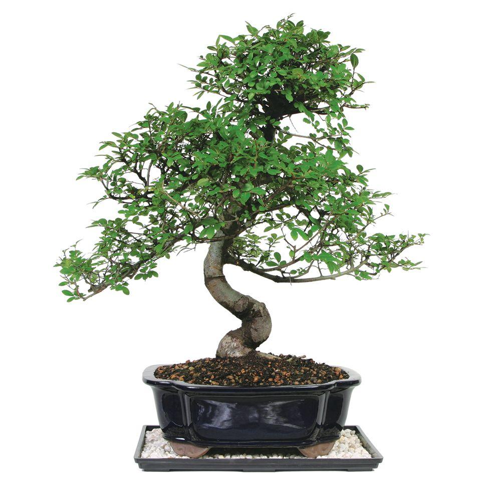 Brussel S Bonsai Chinese Elm Tree Ct 8003ce The Home Depot - brussel s bonsai chinese elm tree