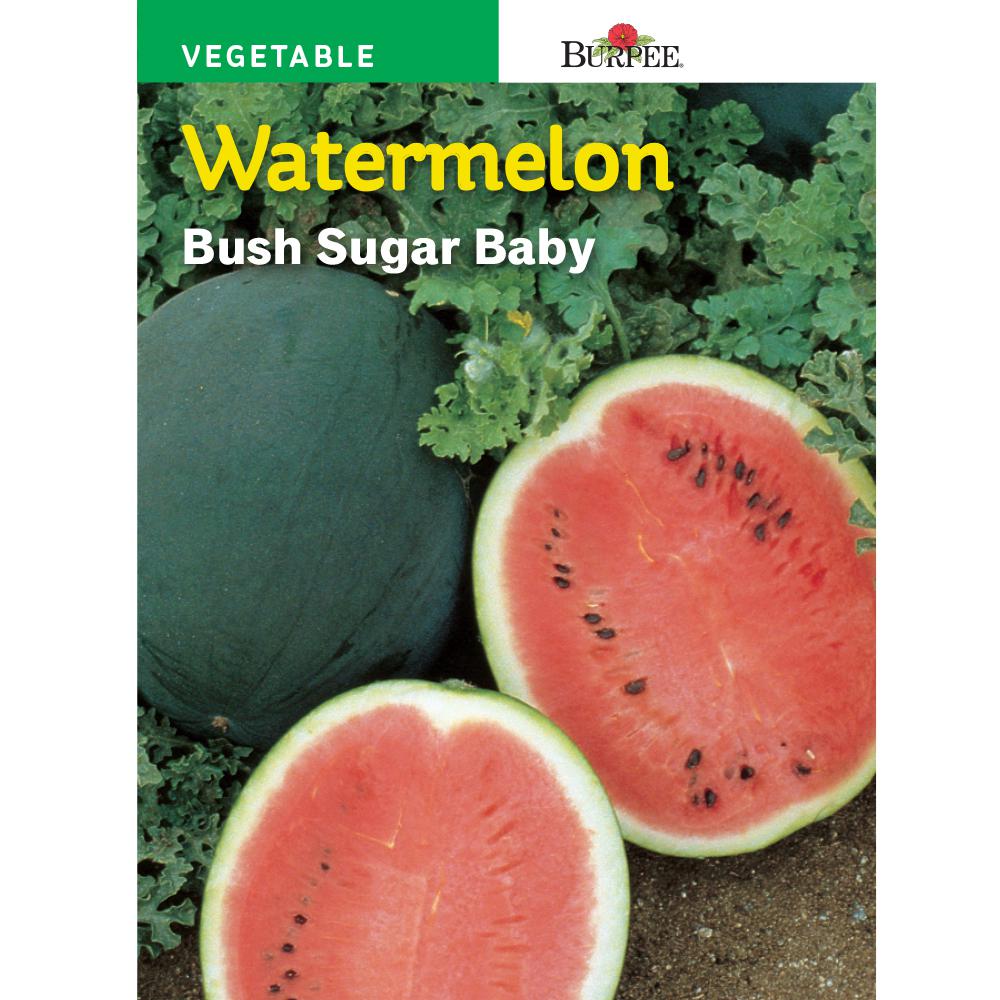 Bur Bush Sugar Baby Watermelon Seed 64872 The Home Depot Bur Bush Sugar Baby Watermelon Seed