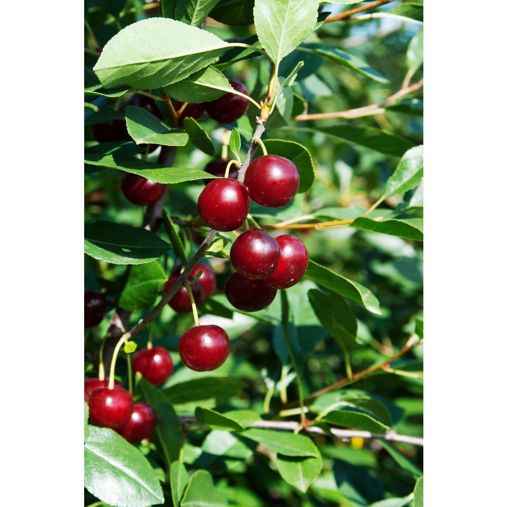 4 in 1 cherry tree home depot trees bushes at the home depot 4 in 1 cherry tree home depot trees bushes at the home depot