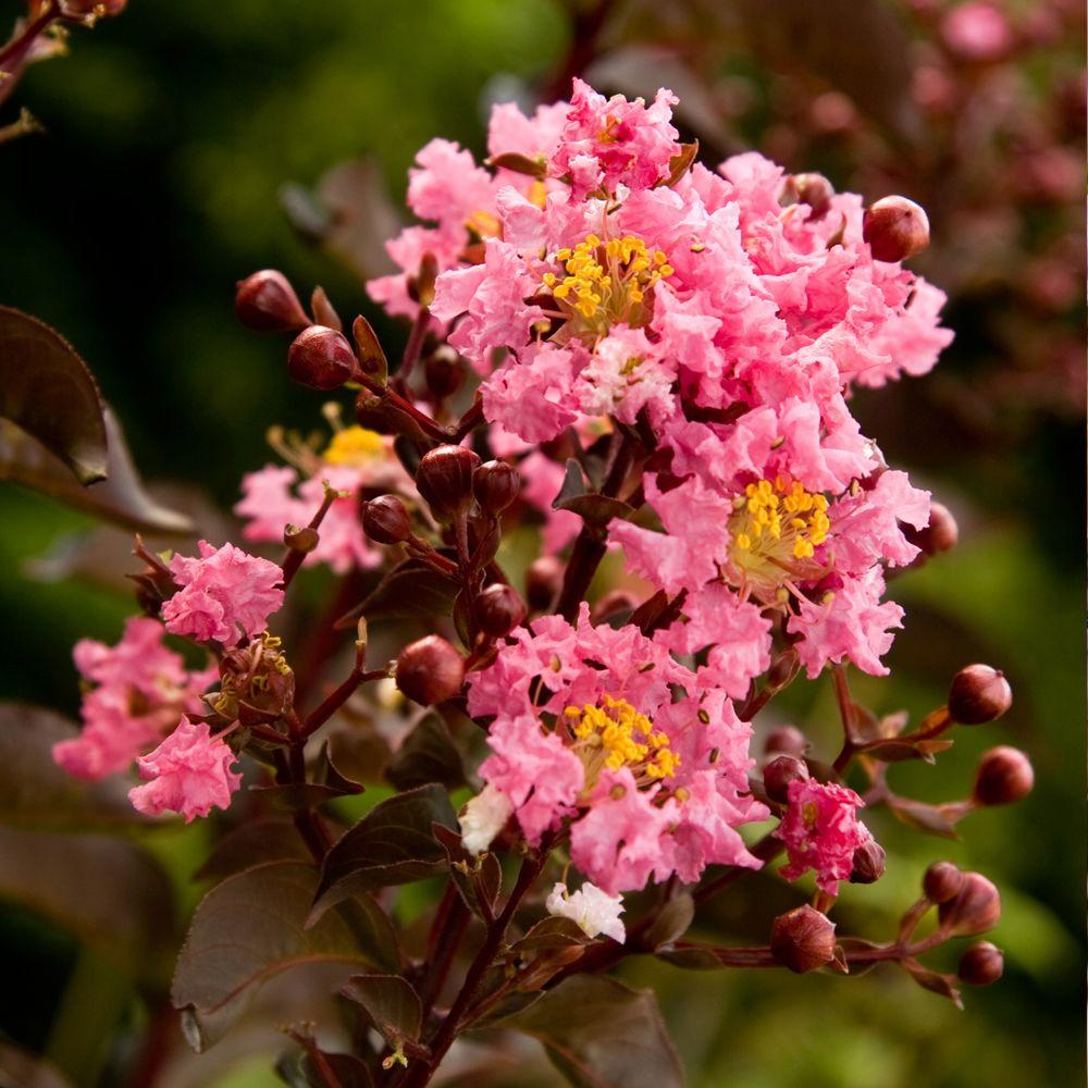 Southern Living Plant Collection 2 Gal. Delta Jazz Crapemyrtle, Live ...