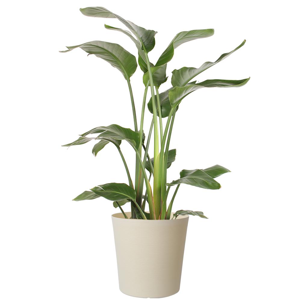Costa Farms 10 in. White Bird in Paradise PlanterCO.3