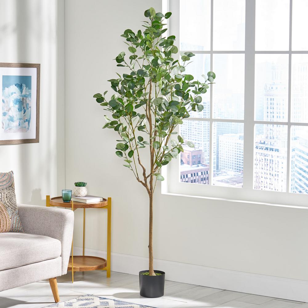 Eucalyptus Plant Home Depot Plant Ideas