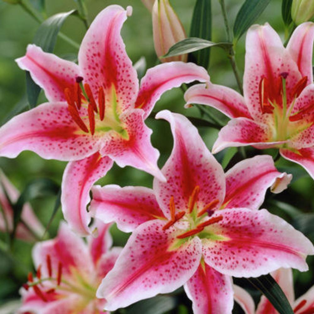 pink star gazer lilies