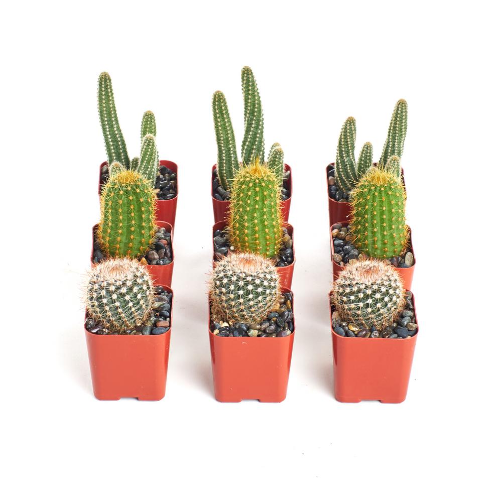 Home Botanicals 8 Plants Instant Cactussucculent Collection With 2 In