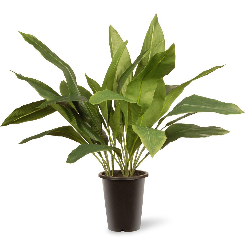 National Tree Company 30 In Garden Accents Aspidistra Plant Gaap30 Garden Accents Aspidistra Plant