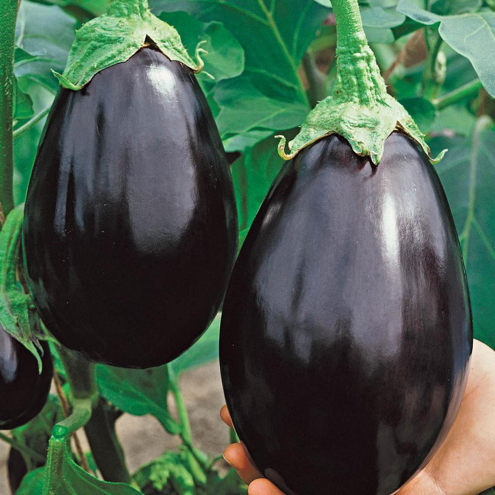 Gurney's 2 in. Pot Black Beauty Eggplant, Live Potted Vegetable Plant