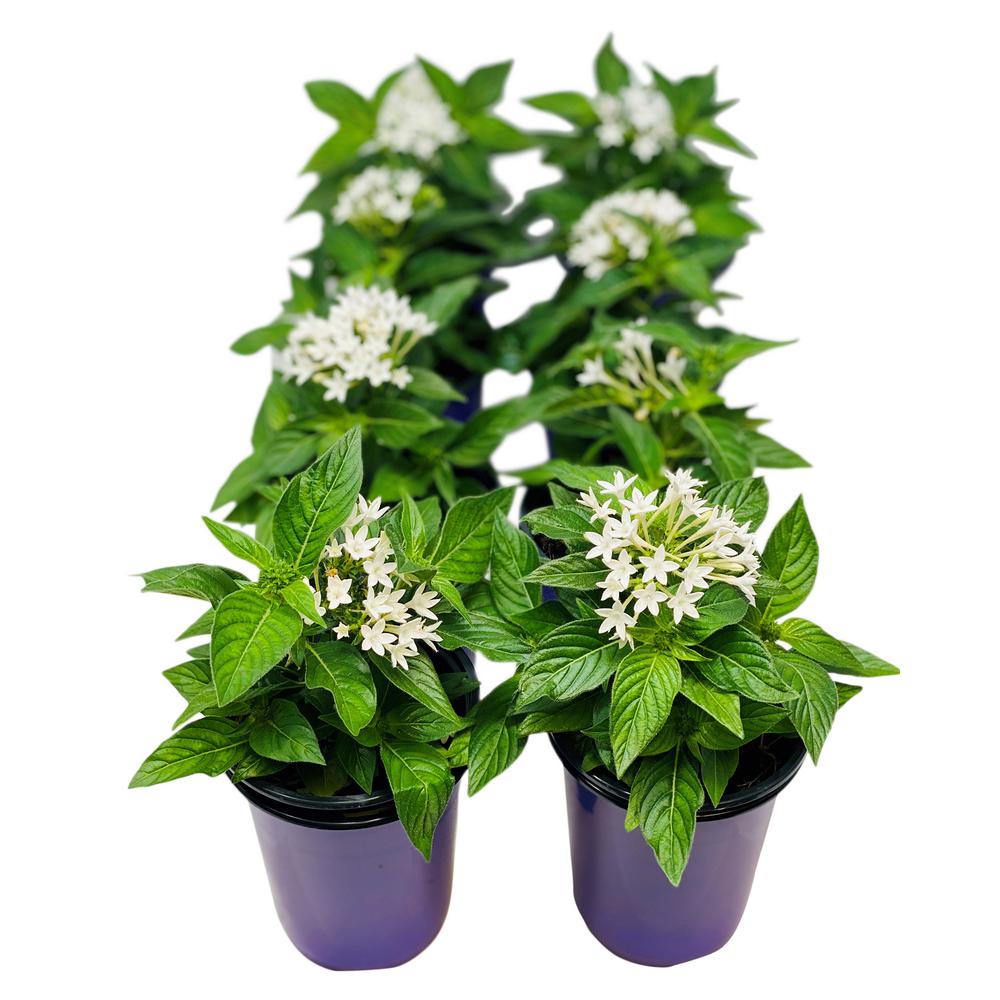 Pure Beauty Farms 4.5 in. Penta White Flowers in Grower's Pot (8-Plants ...