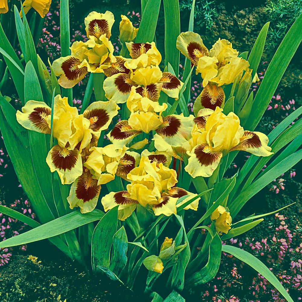 Bearded Irises