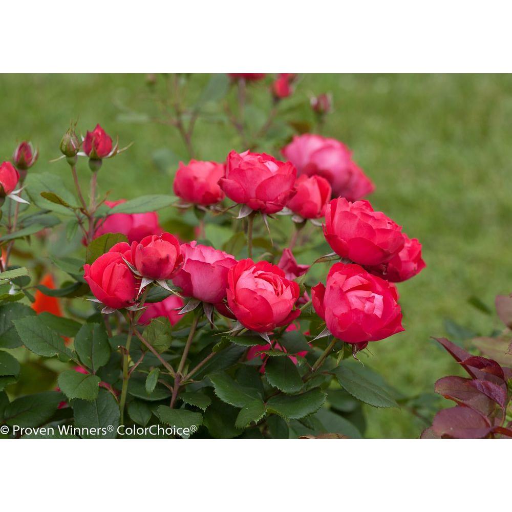 Proven Winners 1 Gal. Oso Easy Double Red Landscape Rose (Rosa) Live ...