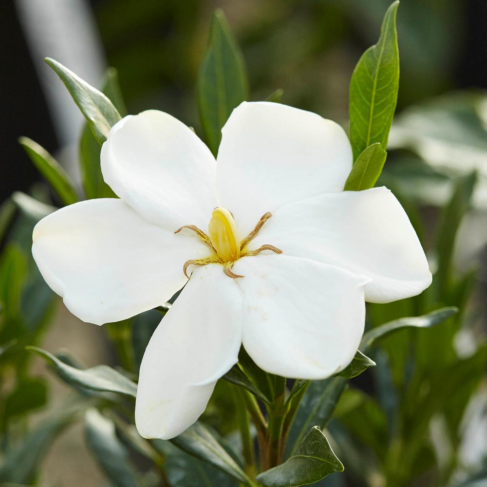 Unbranded 2 Gal.Celestial Star White Gardenia Evergreen Shrub17878