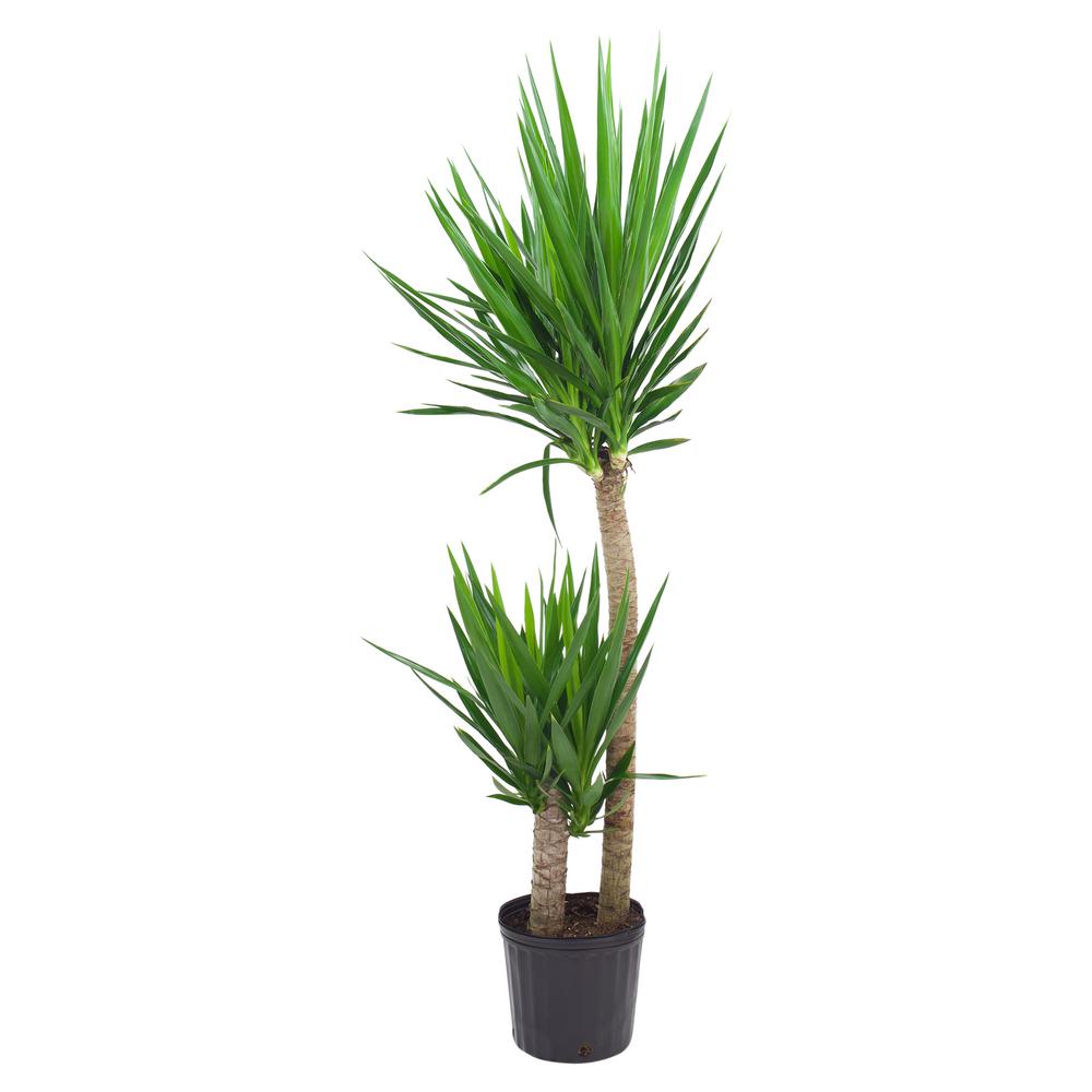 Yucca Indoor Plants Plants Garden Flowers The Home Depot