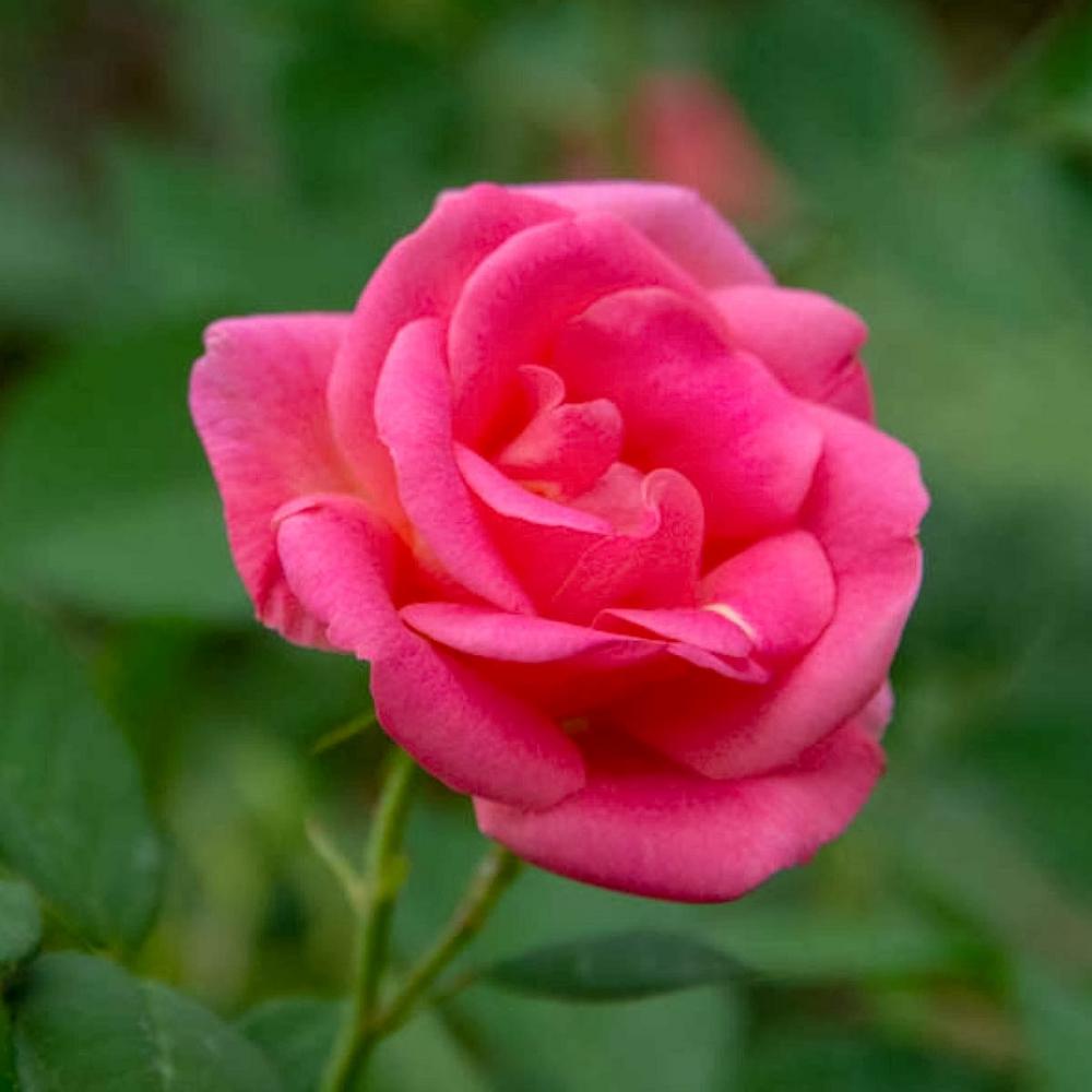 Spring Hill Nurseries 4 in. Pot, Pink Freedom Shrub Rose, Pink Color ...