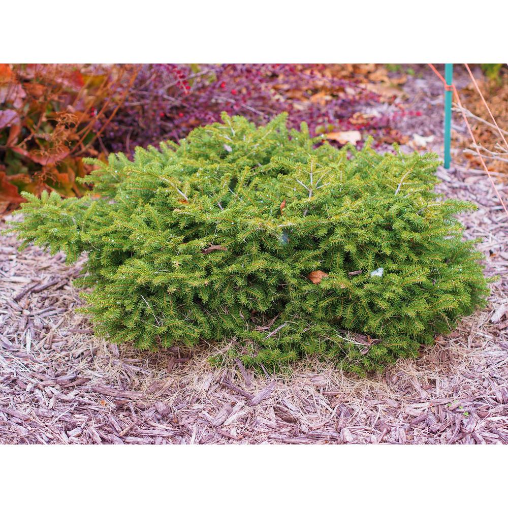 Online Orchards 1 Gal. Bird's Nest Norway Spruce Shrub Hardy, Uniquely