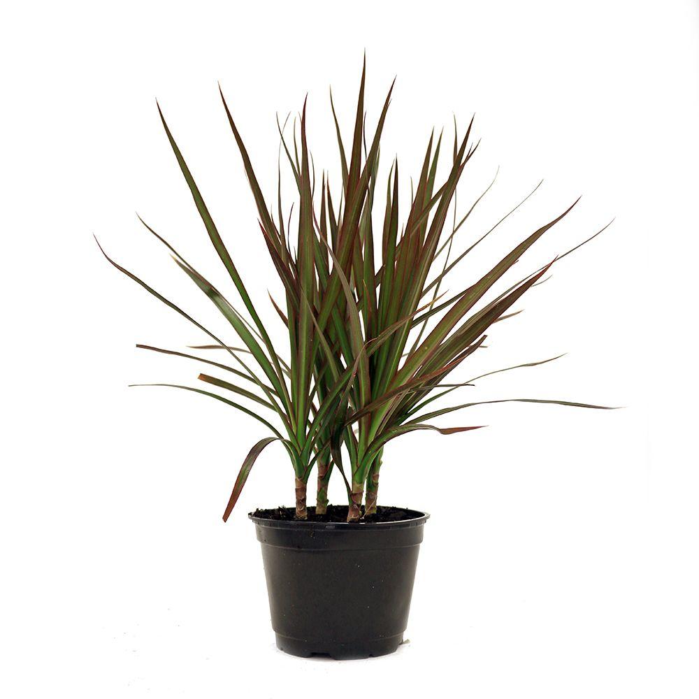 Delray Plants Dracaena Marginata in 6 in. Pot-6MARG - The 