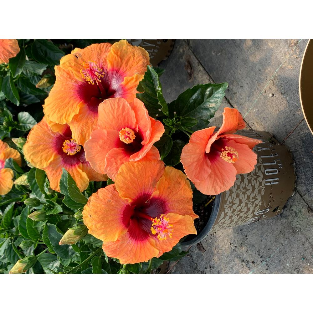 2 Gal. Hollywood Disco Diva Orange and Fuchsia Flower ...