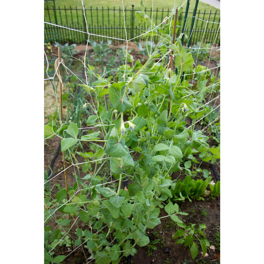 Vigoro 5 ft. x 8 ft. Sturdy Garden Trellis-T008AVG - The ...