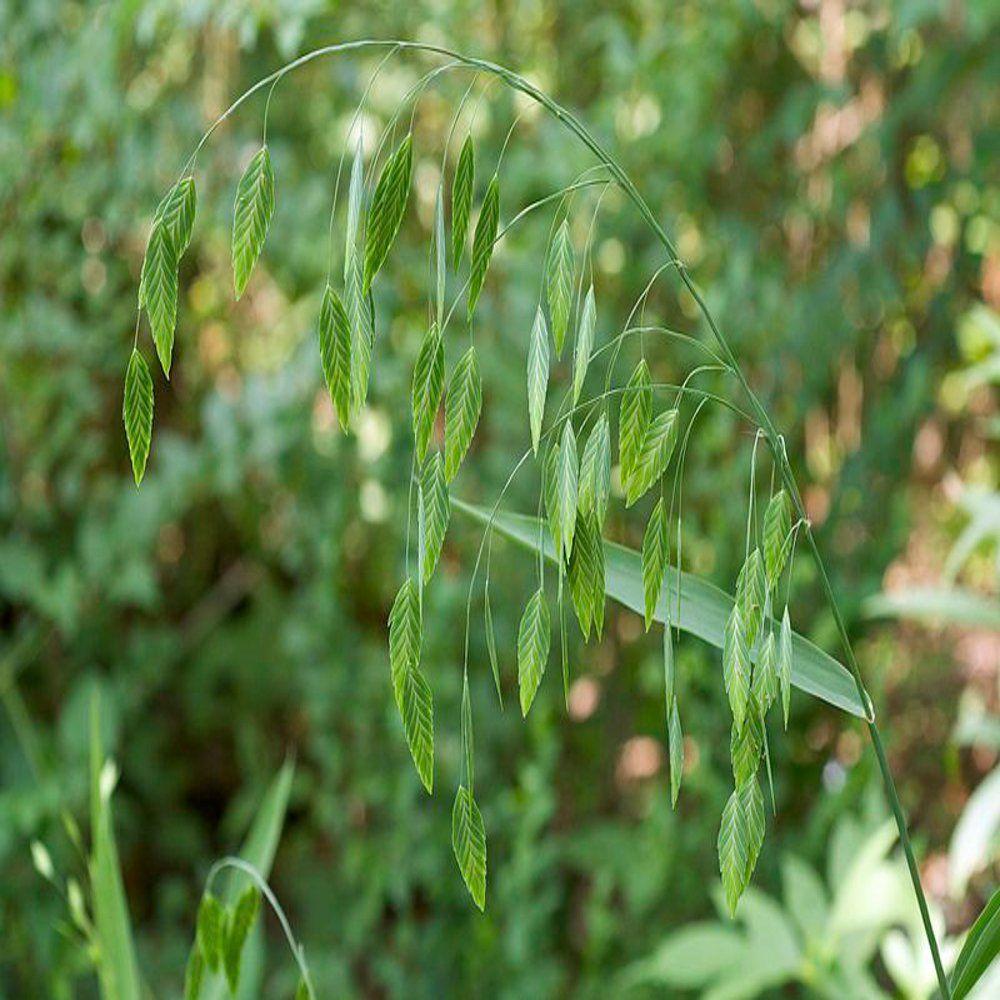 Unbranded 4 in. Inland Sea Oats Potted Bog/Marginal Pond