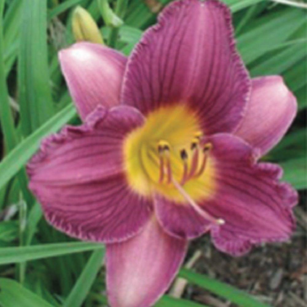 2.5 Qt. Stella De Oro Daylily, Live Perennial Plant, Yellow ...