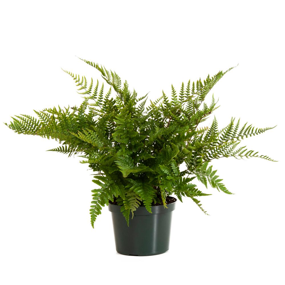 United Nursery Autumn Fern in 6 in. Grower Pot-26448 - The Home Depot