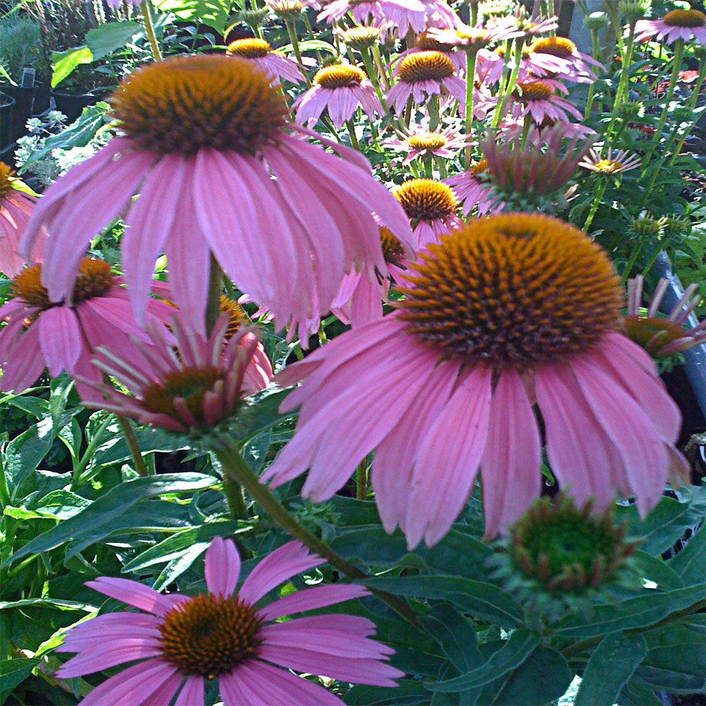 purple coneflower garden