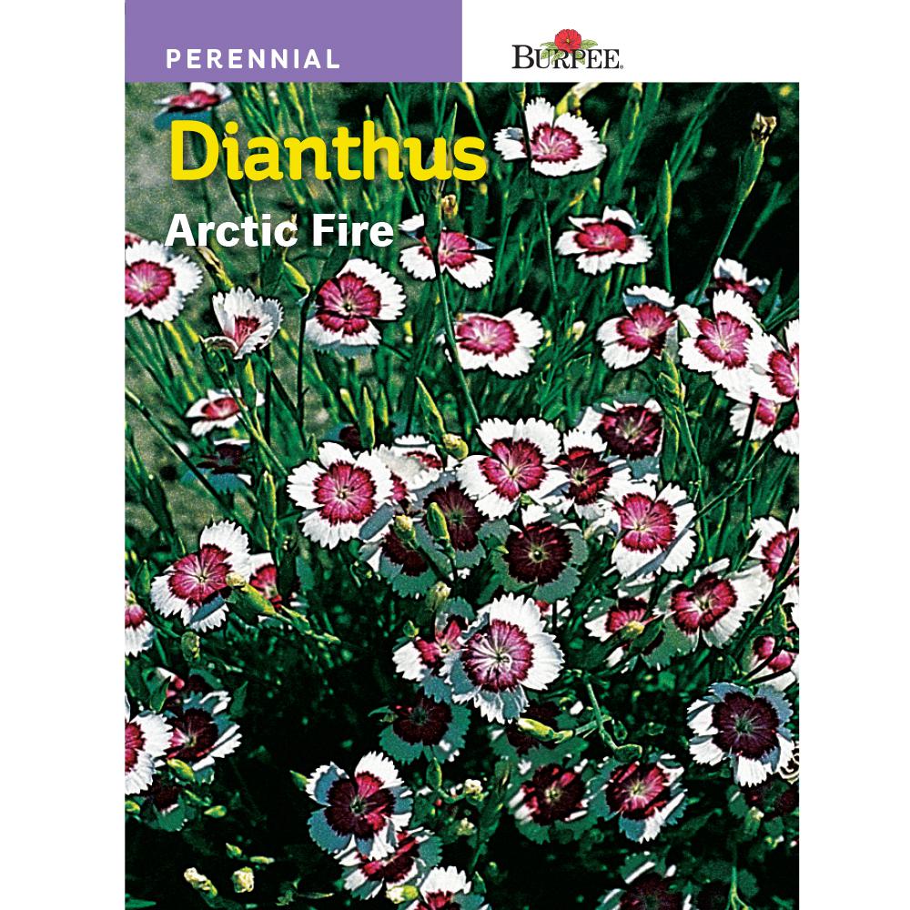 Burpee Dianthus Arctic Fire Seed 31948 The Home Depot