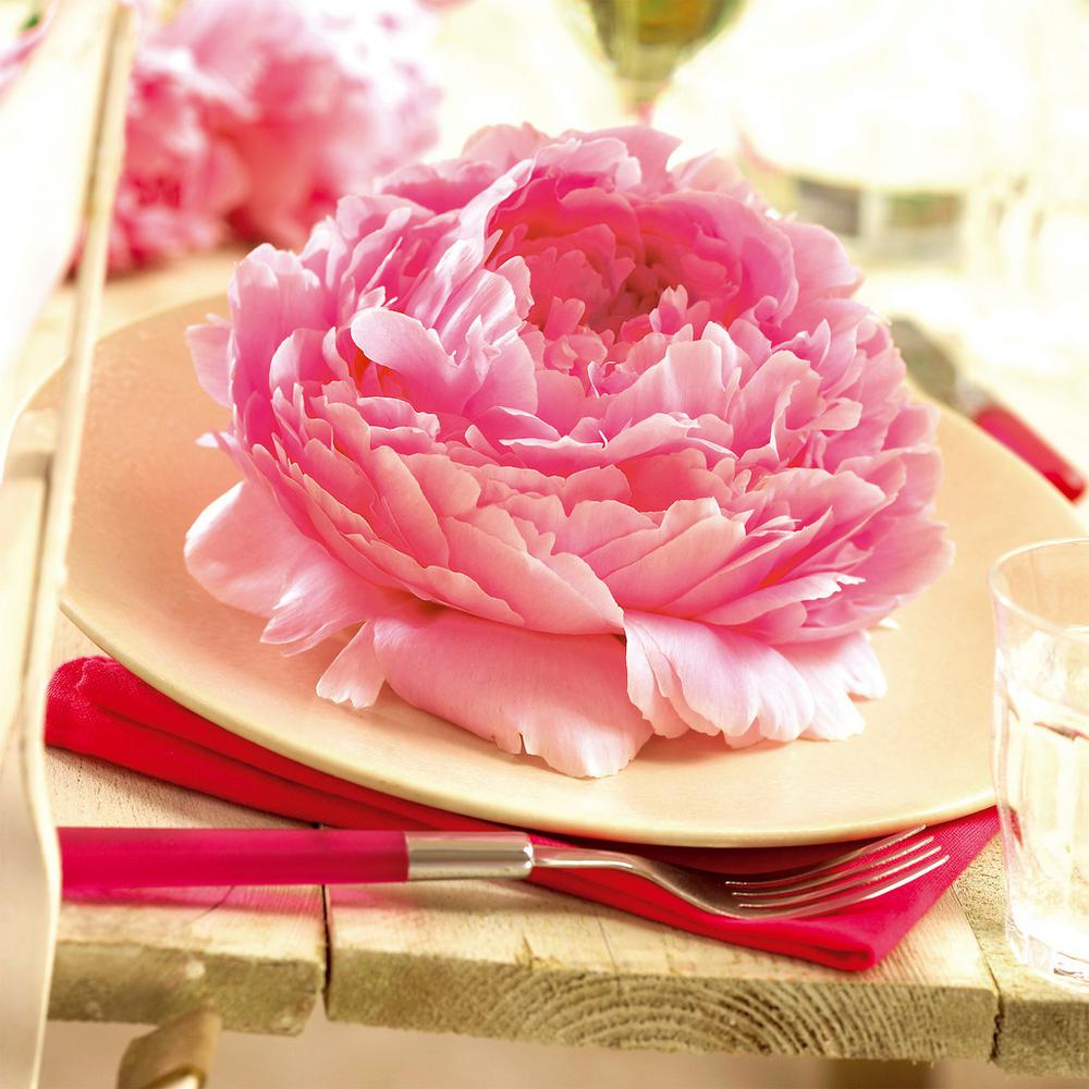 Van Zyverden Peonies Dinnerplate Pink Roots (Set of 5)