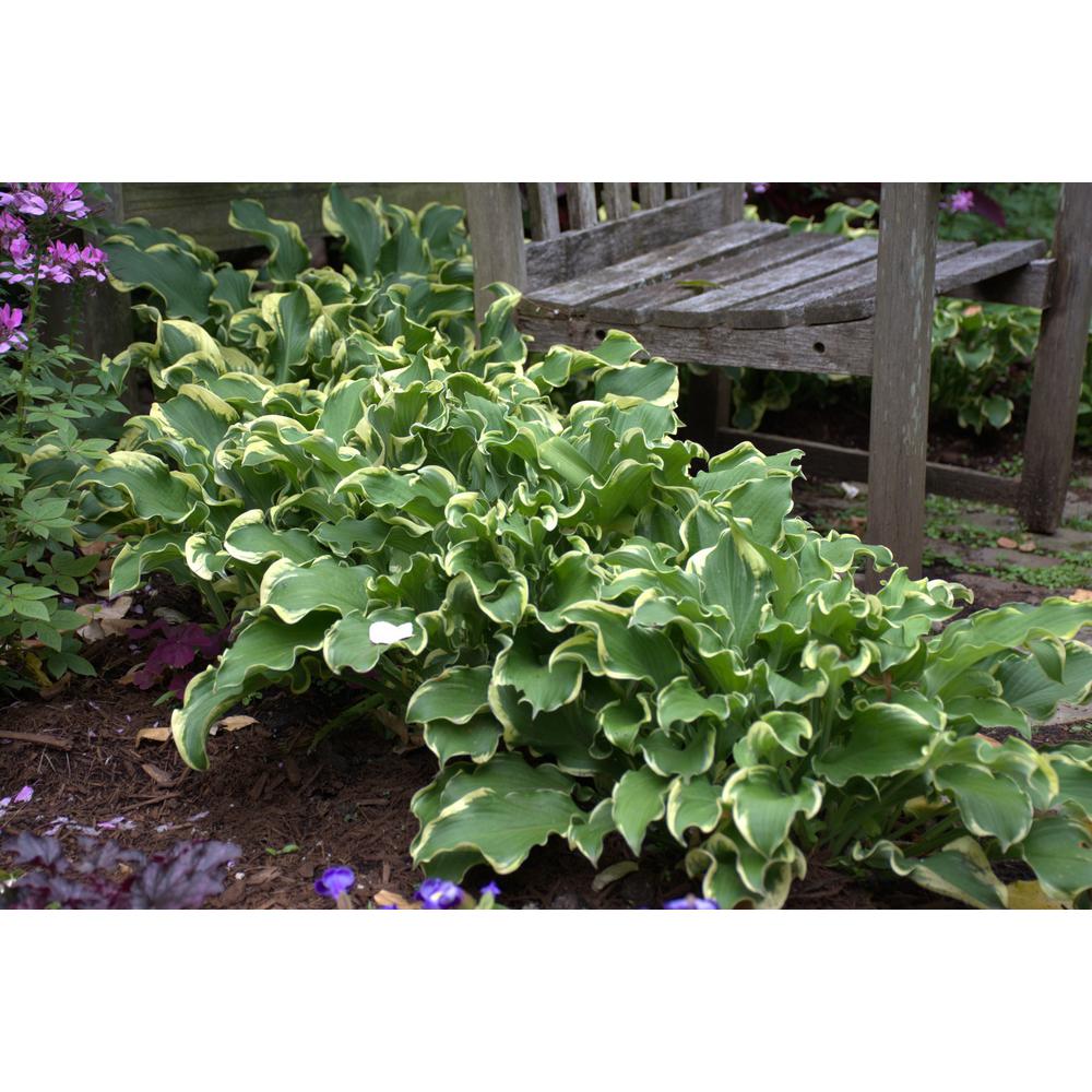 Hosta Perennials Garden Plants Flowers The Home Depot Shadowland Wheeel Hosta Live Plant Green And Cream Foliage