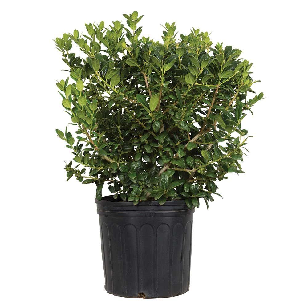 3 Gal. Compacta Japanese Holly(Ilex), Evergreen Shrub - Pyramid ...