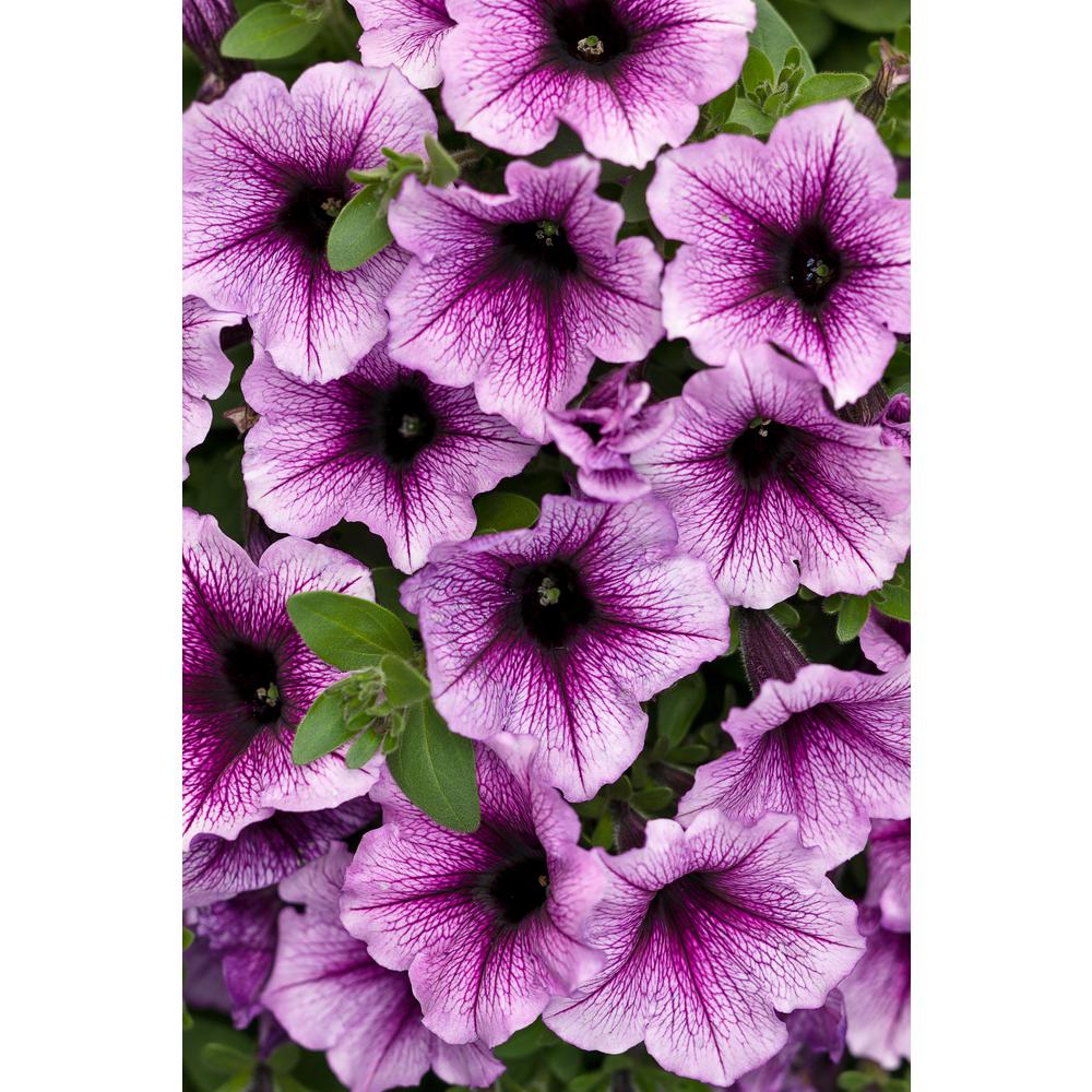 4-Pack, 4.25 in. Grande Supertunia Bordeaux (Petunia) Live Plant, Purple Flowers