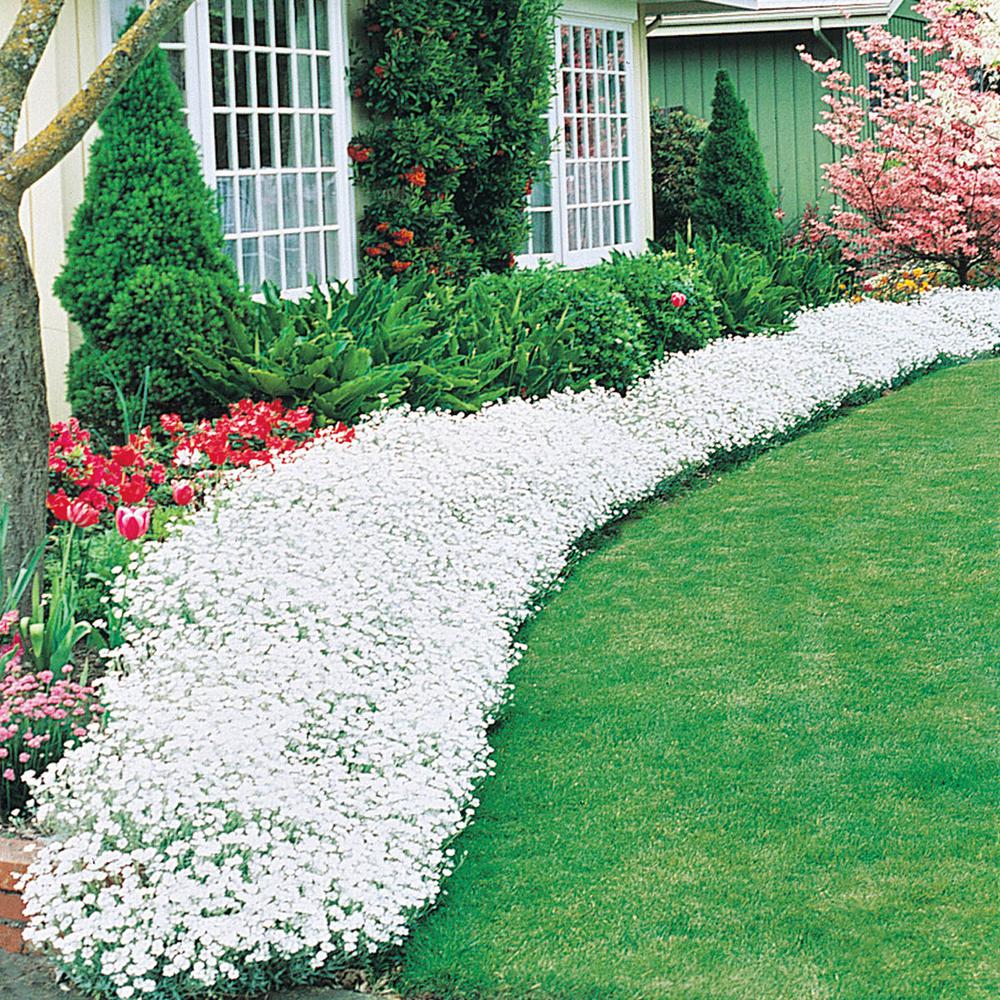 Spring Hill Nurseries 3 In Pot Snow Summer Cerastum Live Potted Plant White Flowering Groundcover Perennial 1 Pack