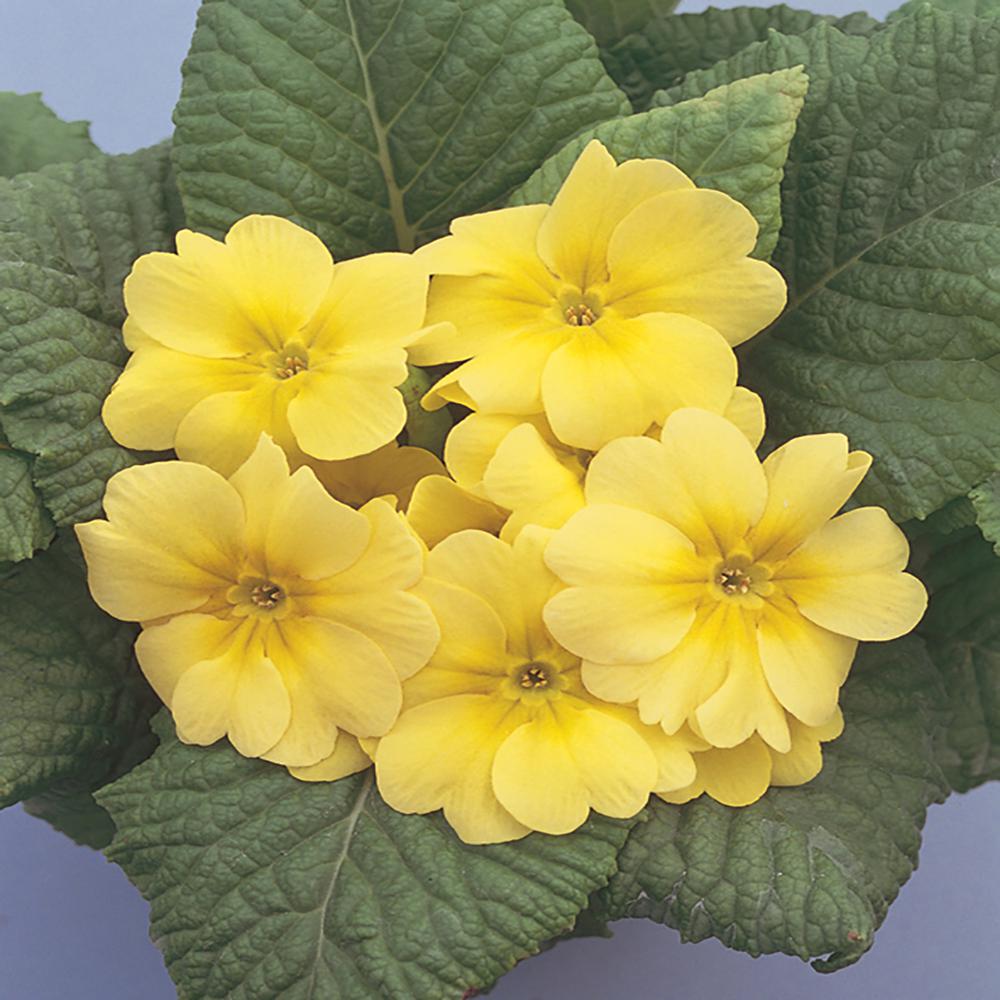 Unbranded 1Pint Yellow Primrose Plant19613 The Home Depot