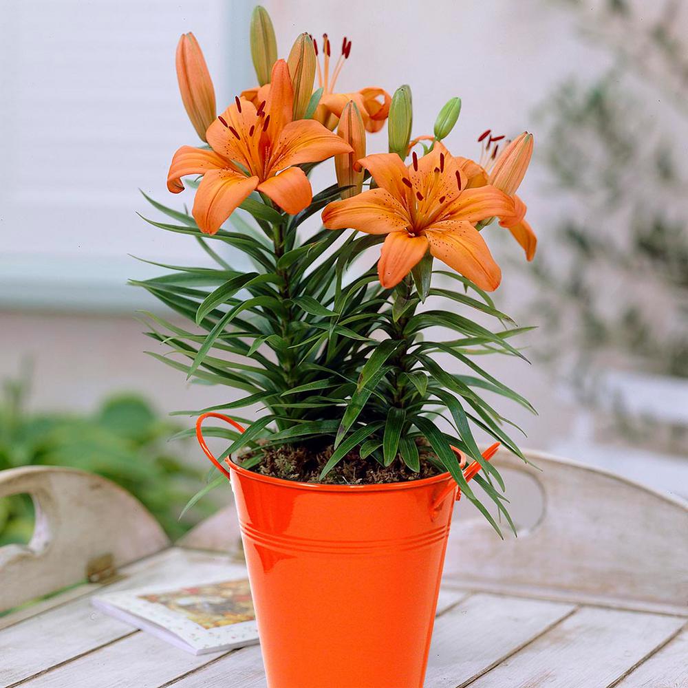 Van Zyverden Patio Lily Orange Pixie with Orange Metal Planter and