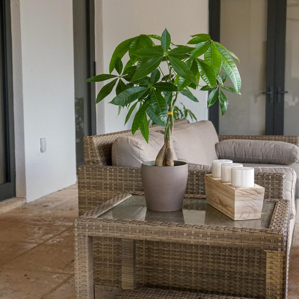 best pot for money tree Premium Money Tree in Grey Ceramic Pot main image 1