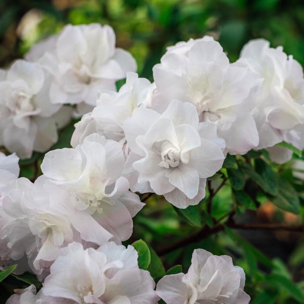 National Plant Network 2 5 Qt Azalea Hardy Gardenia Flowering Shrub With White Blooms Hd7038 The Home Depot