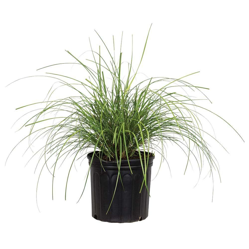 Vigoro 9 25 In Pot Adagio Miscanthus Japanese Silver Grass Live Plant The Home Depot