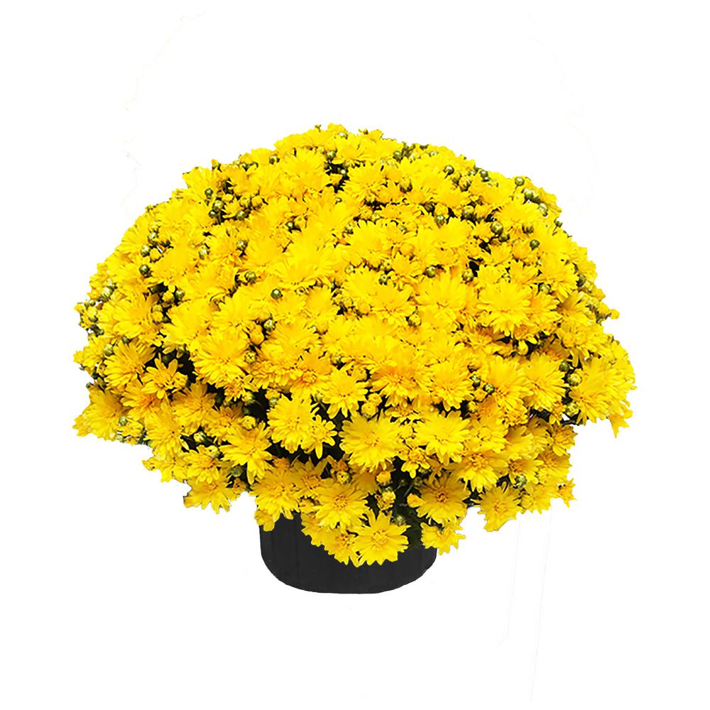ENCORE AZALEA 3 Qt. Chrysanthemum (Mum) Plant with Yellow Flowers6101 The Home Depot