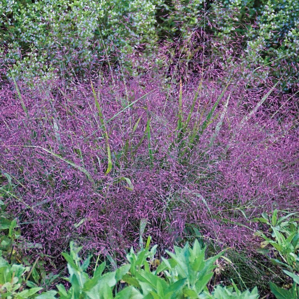 Spring Hill Nurseries 2 In Pot Purple Love Gr Eragrostis Live Spring Hill Nurseries 2 In Pot Purple Love Gr Eragrostis Live Deciduous Plant Green Foliage